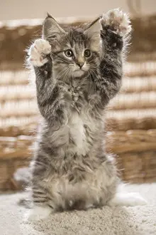 250517: Norwegian Forest Cat, kitten on hind legs