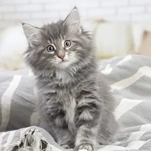 Cute Kittens By Jean-Michel Labat: Norwegian Forest Cat, kitten indoors