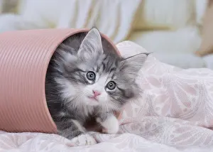 Cute Kittens By Jean-Michel Labat: Norwegian Forest Cat, kitten in a pot