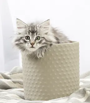 270318: Norwegian Forest Cat, kitten in a pot