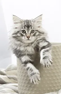 270318: Norwegian Forest Cat, kitten in a pot