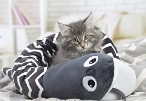 Norwegian Forest Cat, kitten with soft toy snake