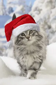 280219: Norwegian Forest Cat, kitten wearing Christmas