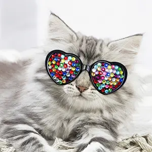 090818: Norwegian Forest Cat, kitten wearing heart shaped