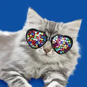 090818: Norwegian Forest Cat, kitten wearing heart shaped