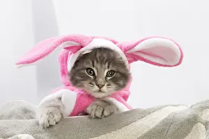 Fancy: Norwegian Forest Cat, kitten wearing pink rabbit ears