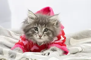 Jacket: Norwegian Forest Cat, kitten wearing red hoodie