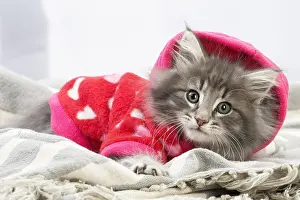 Jacket: Norwegian Forest Cat, kitten wearing red hoodie