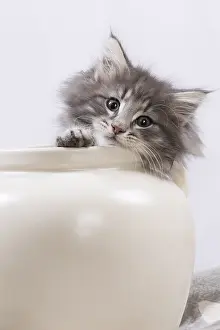 270318: Norwegian Forest Cat, kitten in a white pot