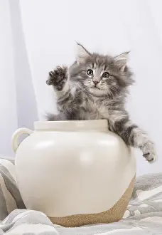 270318: Norwegian Forest Cat, kitten in a white pot