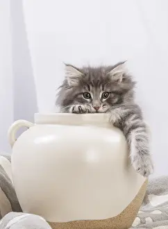 270318: Norwegian Forest Cat, kitten in a white pot