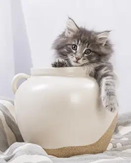 270318: Norwegian Forest Cat, kitten in a white pot