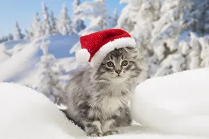 270318: Norwegian Forest Cat, kitten in winter snow scene