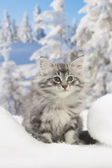 270318: Norwegian Forest Cat, kitten in winter snow scene