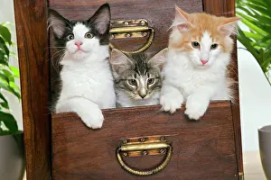 Chest: Norwegian Forest Cat - Kittens 2 months old