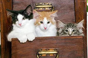 Chest: Norwegian Forest Cat - Kittens 2 months old