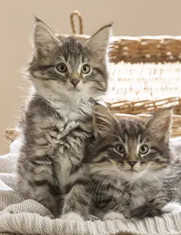 250517: Norwegian Forest Cat, kittens