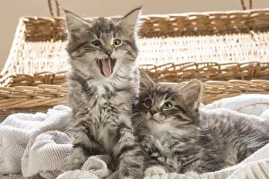 250517: Norwegian Forest Cat, kittens