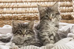 250517: Norwegian Forest Cat, kittens