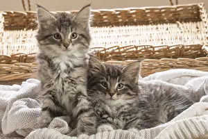 250517: Norwegian Forest Cat, kittens