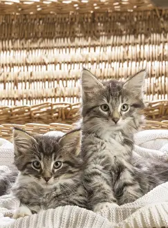 250517: Norwegian Forest Cat, kittens