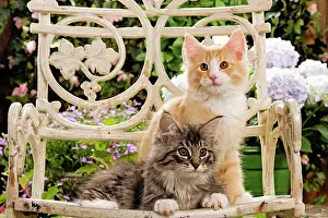Norweigan: Norwegian Forest Cat - two kittens on chair