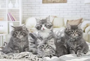 Cute Kittens By Jean-Michel Labat: Norwegian Forest Cat, kittens indoors