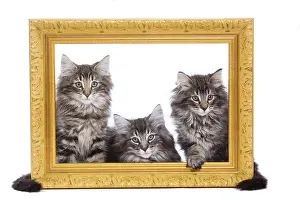 Norweigan: Norwegian Forest Cat - three kittens in studio