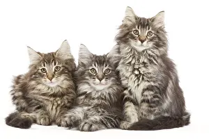 Norweigan: Norwegian Forest Cat - three kittens in studio
