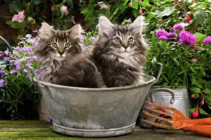 Pail: Norwegian Forest Cat - two kittens in tin pail