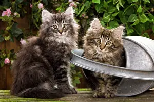 Norweigan: Norwegian Forest Cat - two kittens with watering can