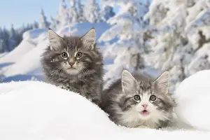 Cute Kittens By Jean-Michel Labat: Norwegian Forest Cat, kittens in winter snow scene