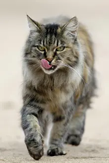 Licks: Norwegian Forest Cat, licks its mouth