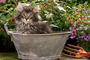 Planter: Norwegian Forest Cat - in metal planter with flowers