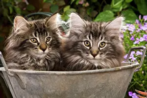 Norweigan: Norwegian Forest Cat - two in metal planter with flowers