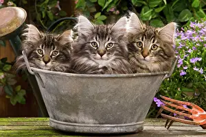 Norweigan: Norwegian Forest Cat - three in metal planter with flowers