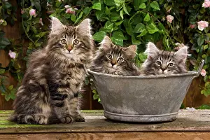 Norweigan: Norwegian Forest Cat - three in metal planter with flowers