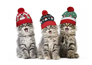 151119: Norwegian Forest Cat, mouths open, singing, wearing