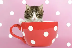 Polka: Norwegian Forest Cat / Norsk Skogkatt