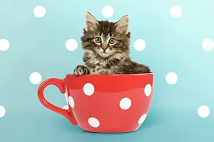 Polka: Norwegian Forest Cat / Norsk Skogkatt