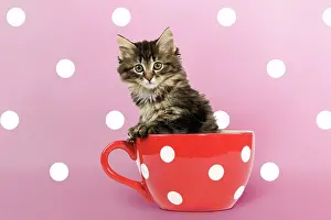 Polka: Norwegian Forest Cat / Norsk Skogkatt