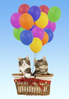 Skogkatt: Norwegian Forest Cat / Norsk Skogkatt - two 8