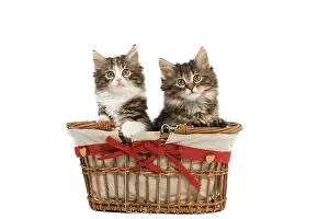 Skogkatter: Norwegian Forest Cat / Norsk Skogkatt - two 8 week