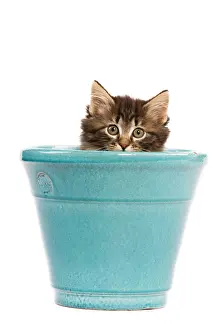 Skogkatter: Norwegian Forest Cat / Norsk Skogkatt - 8 week