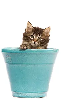 Norsk: Norwegian Forest Cat / Norsk Skogkatt - 8 week
