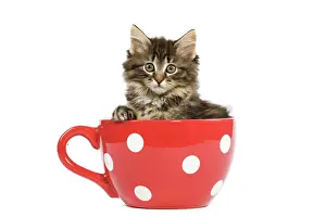 Skogkatt: Norwegian Forest Cat / Norsk Skogkatt - 8 week