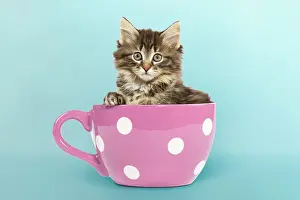 Skogkatt: Norwegian Forest Cat / Norsk Skogkatt - 8 week