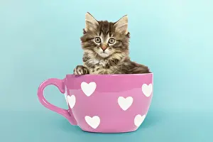 Skogkatt: Norwegian Forest Cat / Norsk Skogkatt - 8 week