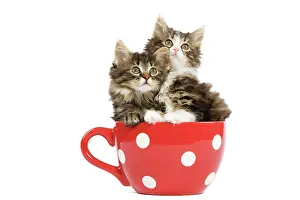 Skogkatt: Norwegian Forest Cat / Norsk Skogkatt - two 8 week