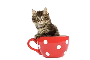 Skogkatt: Norwegian Forest Cat / Norsk Skogkatt - 8 week